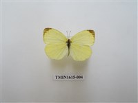 藏品(北黃蝶)的圖片